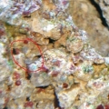 DSC020281