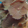 Mushrooms