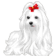 Maltese