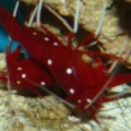 shrimp