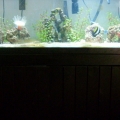 75g...BEFORE...this was like 3 months into the making.