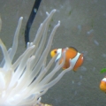 False Perculas...I think they are a couple because they rub all over each other at night in "their" corner of the tank...