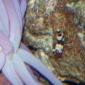 SEXY Shrimp and Purple Condy