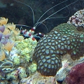 My Coral Banded, Cluster Dusters, and cool Zoas