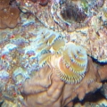 My beloved Xmas tree worm in fire coral!