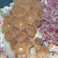 Some cool Button Polyps(I think) with some pretty algae I found snorkeling