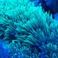Star Polyps can RAVE!!!!