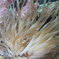 My big fat stinky Haitian Anemone in a barnacle