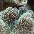 mushroom1 (1)
