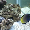 powder brown tang