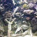 36 gal tank this is my live framing tank I think it works great