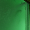 Here you can see one of my fish!  Green Chromis (blends in well with my green water)