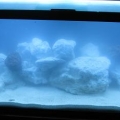 fish 001