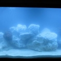 fish 004