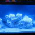 fish 005