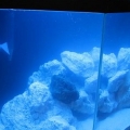 fish 007