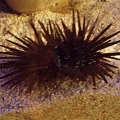 red sea1 (3)