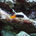 Picture 003
