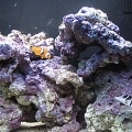 lil baby 12 gallon tank
1 Clown
1 Blenny (can u spot the blenny?)
1 Valentini Puffer