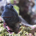Blenny-King of the Mountain