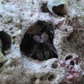 Mantis Shrimp-Hiding from a rock