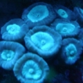 antic candy coral