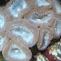 Halide candy coral