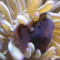 beast of the deep