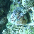 free rock with zoas