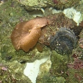unknown clam