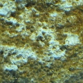 Diatoms2