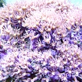 my star polyps. has them for about 2 years.