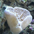 hitch hiker mushroom