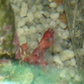 unknown coral