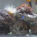 I rearranged the rock since I have another piece now (slowly but surely)...looks wayyy better!