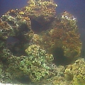 Yellowtail Damsel