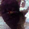 Scarlet reef hermit with red feather duster worm attached