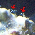 Colony of Hydroids (jellyfish)