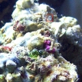 hydroid before releasing from stem
