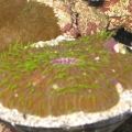 Poor tortured plate coral.  A martini glass saves it from the yellow head sleeper goby's sand shower!