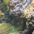 Our little piece of heaven.
125Gallon 
Live Rock
Reef