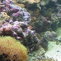 Our little piece of heaven.
125Gallon 
Live Rock
Reef