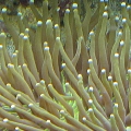 Plate coral