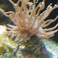 Frilly Duncan