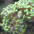 Hammer
