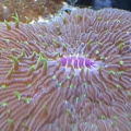 Plate Coral