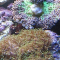 Frilly Shrooms (One in recovery from a clumsy aquarist)