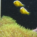 Star Polyps