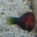 6 Line Wrasse