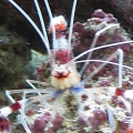 Copper Banded Shrimp